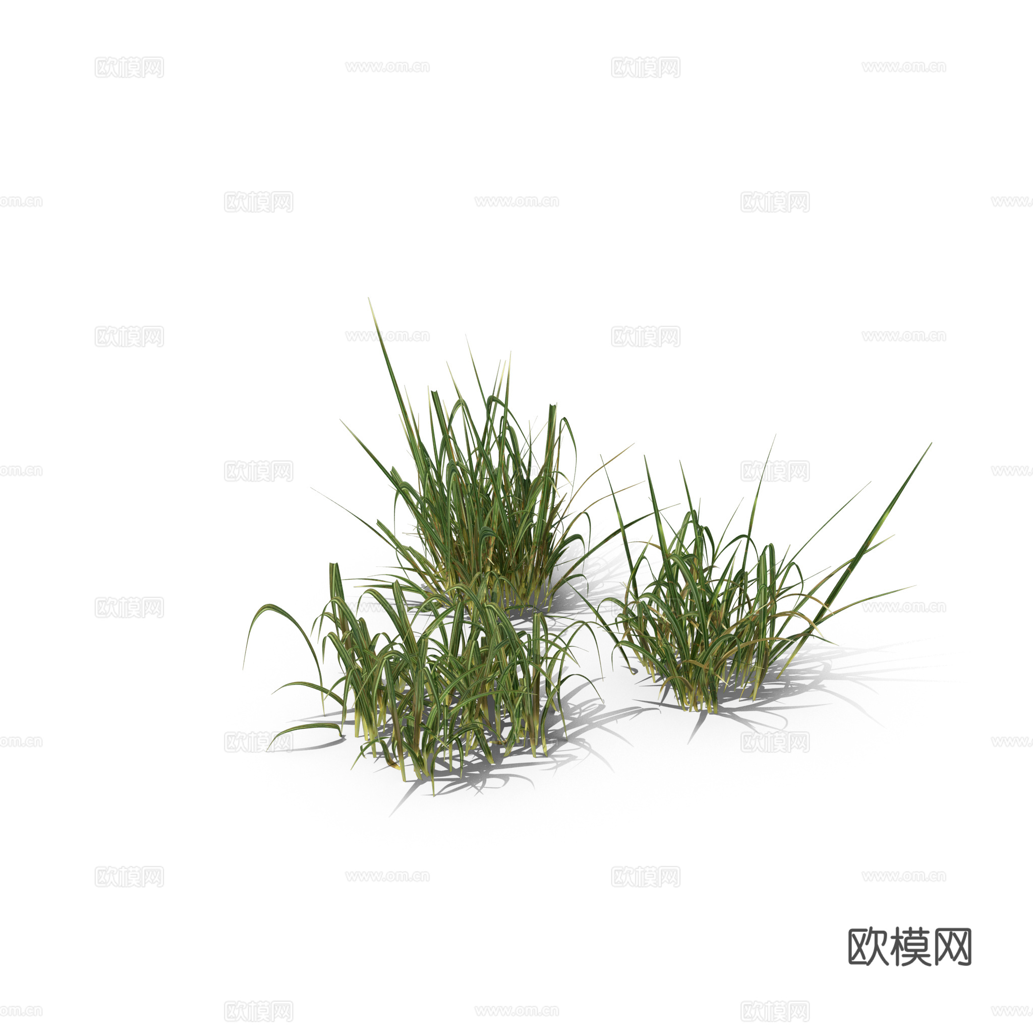 现代花草植物PNG免抠