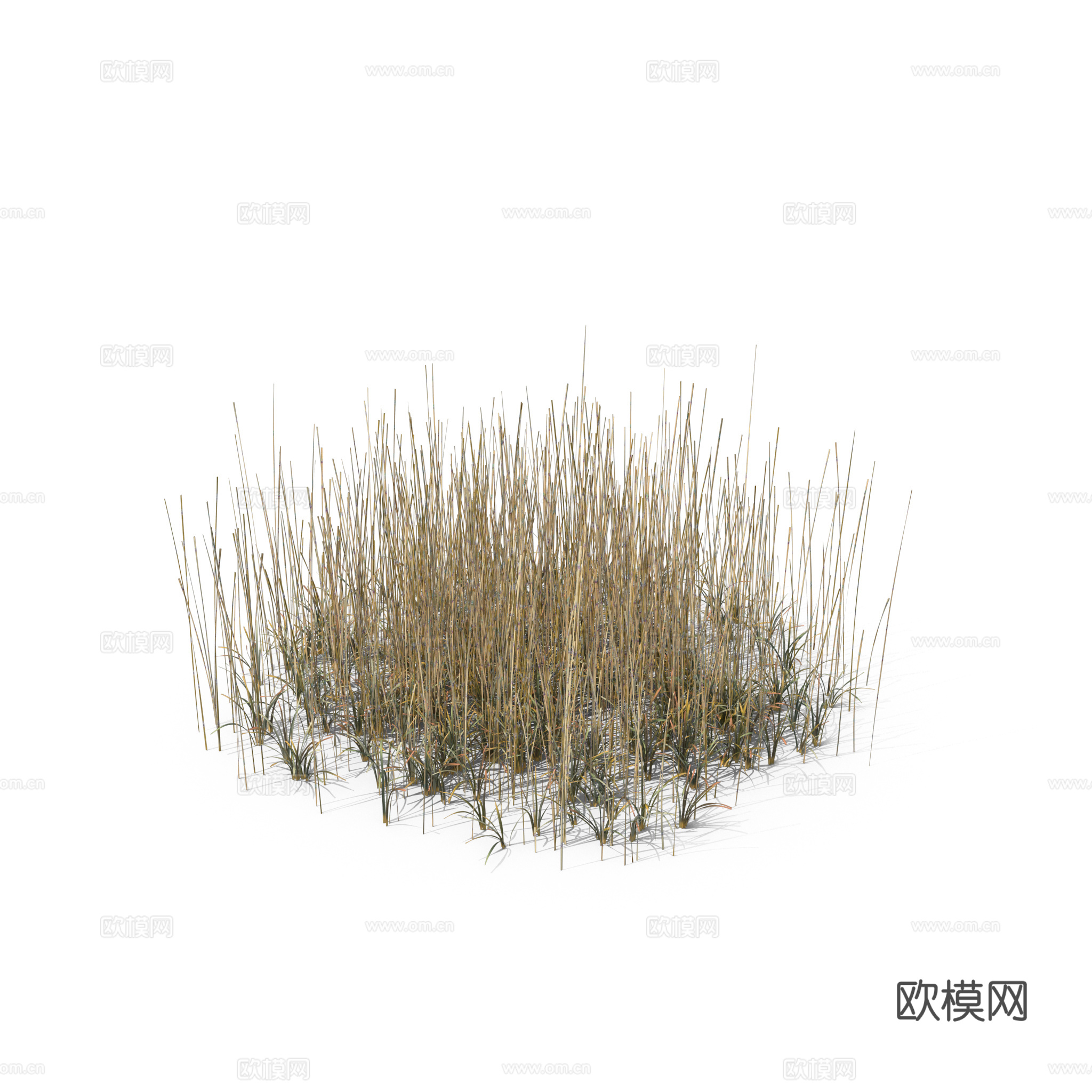 现代花草植物PNG免抠