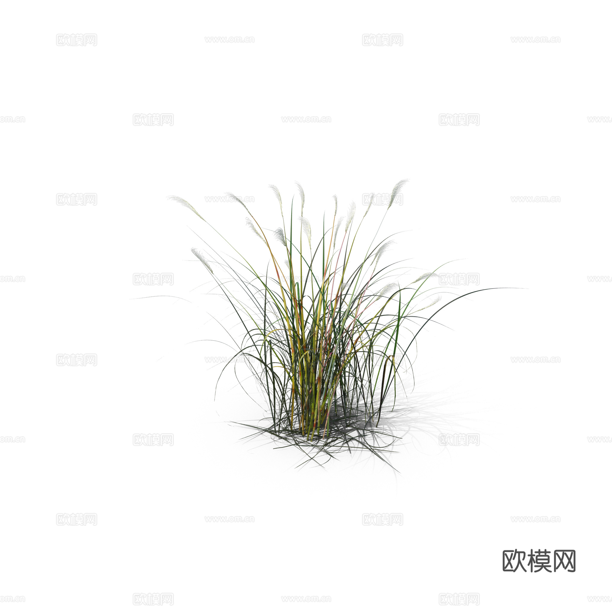 现代花草植物PNG免抠下载