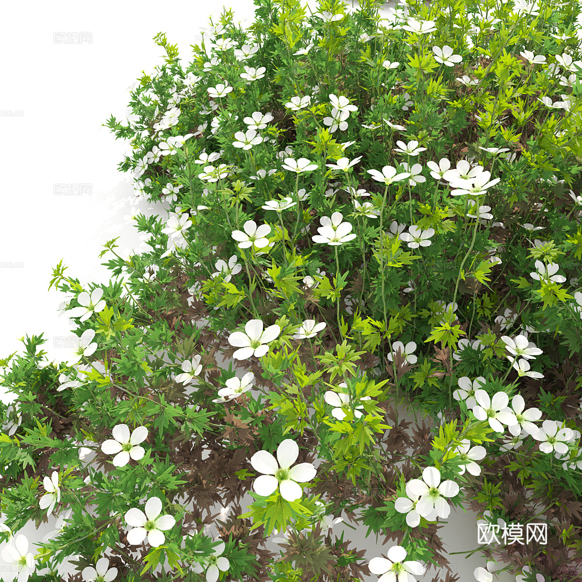 虎耳草3d模型下载（渲染图5）