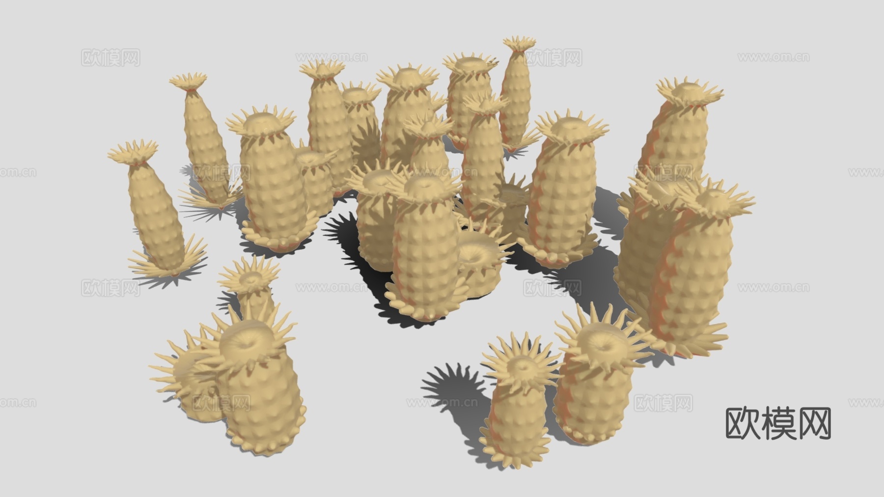 海洋植物 海葵 藻类植物3d模型下载（渲染图1）