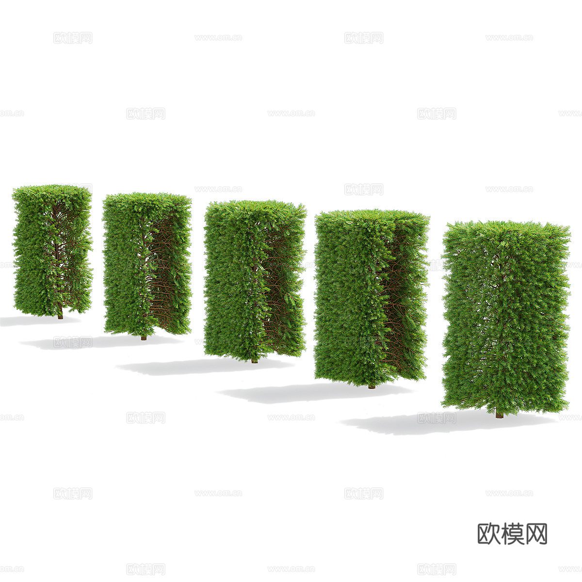 挪威云杉树篱3d模型下载（渲染图3）