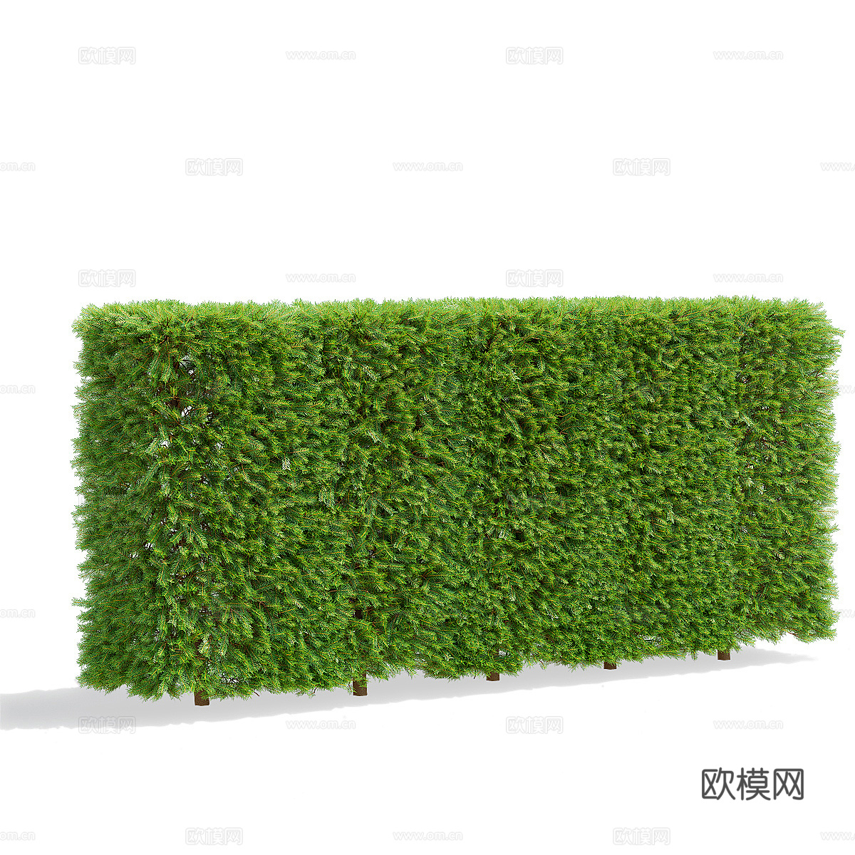 挪威云杉树篱3d模型下载（渲染图2）