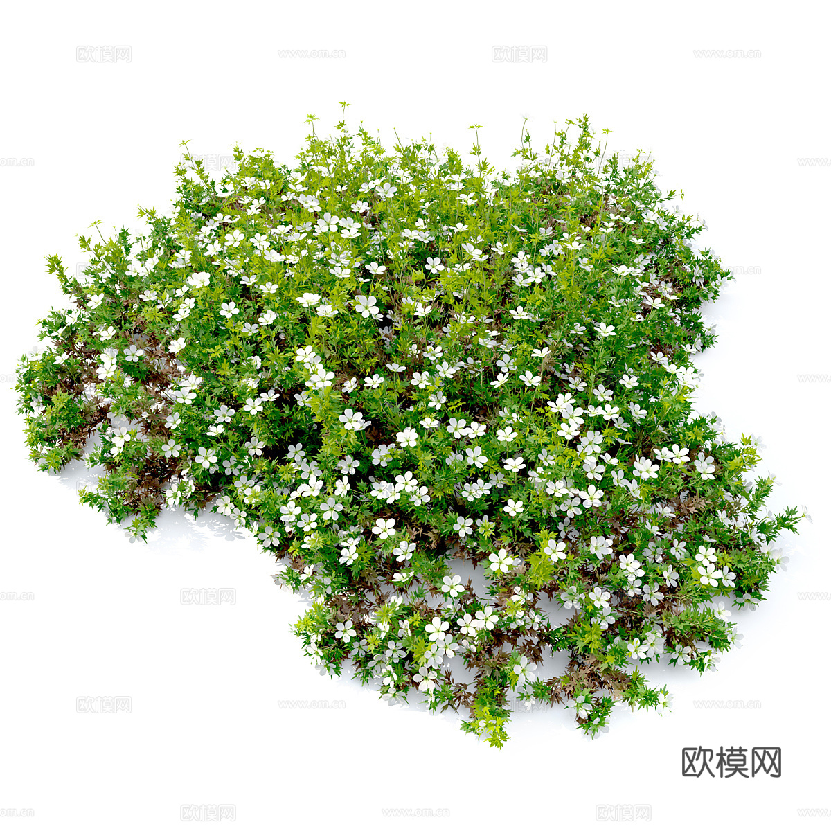 虎耳草3d模型下载（渲染图2）