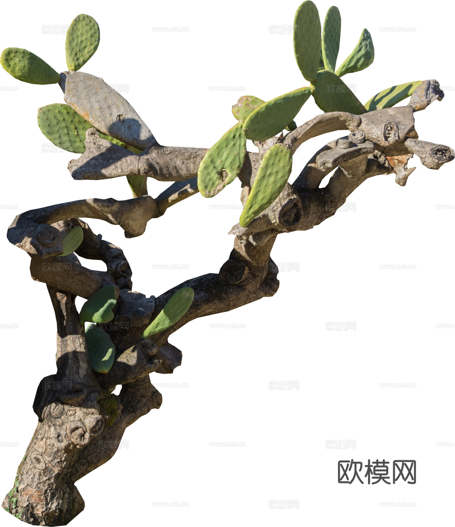 沙漠旱生庭院植物PNG免抠