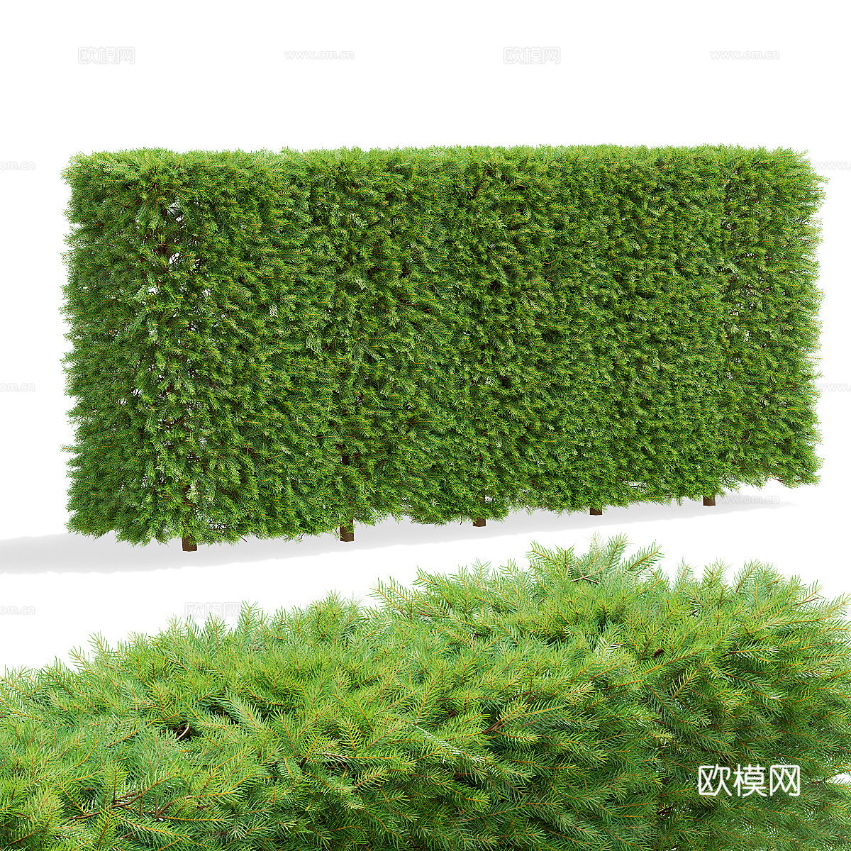 挪威云杉树篱3d模型下载（渲染图1）