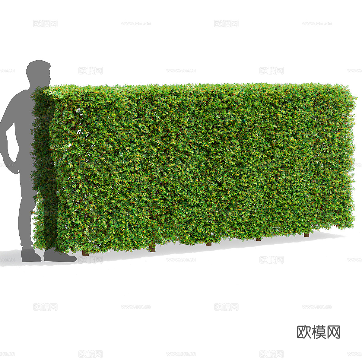 挪威云杉树篱3d模型下载（渲染图4）
