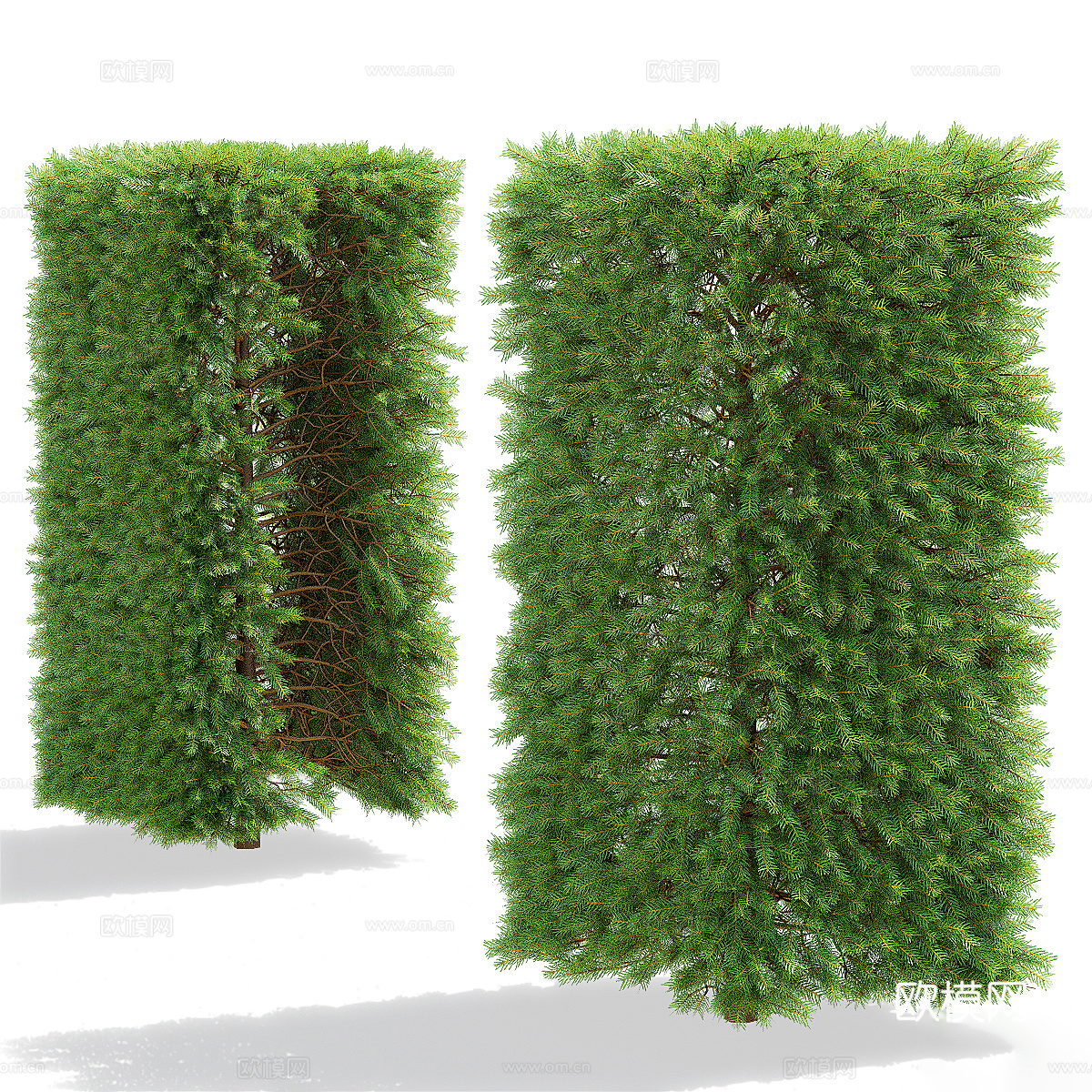 挪威云杉树篱3d模型下载（渲染图5）