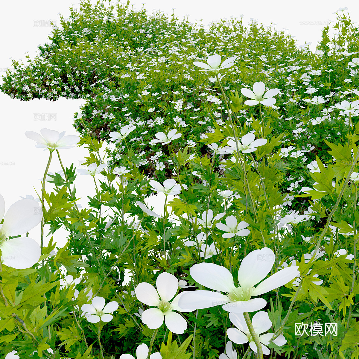 虎耳草3d模型下载（渲染图4）