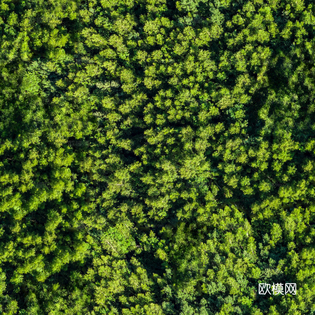 草地 草皮 地面 地表 俯视绿地 森林 苔藓 花草 花卉鲜花下载