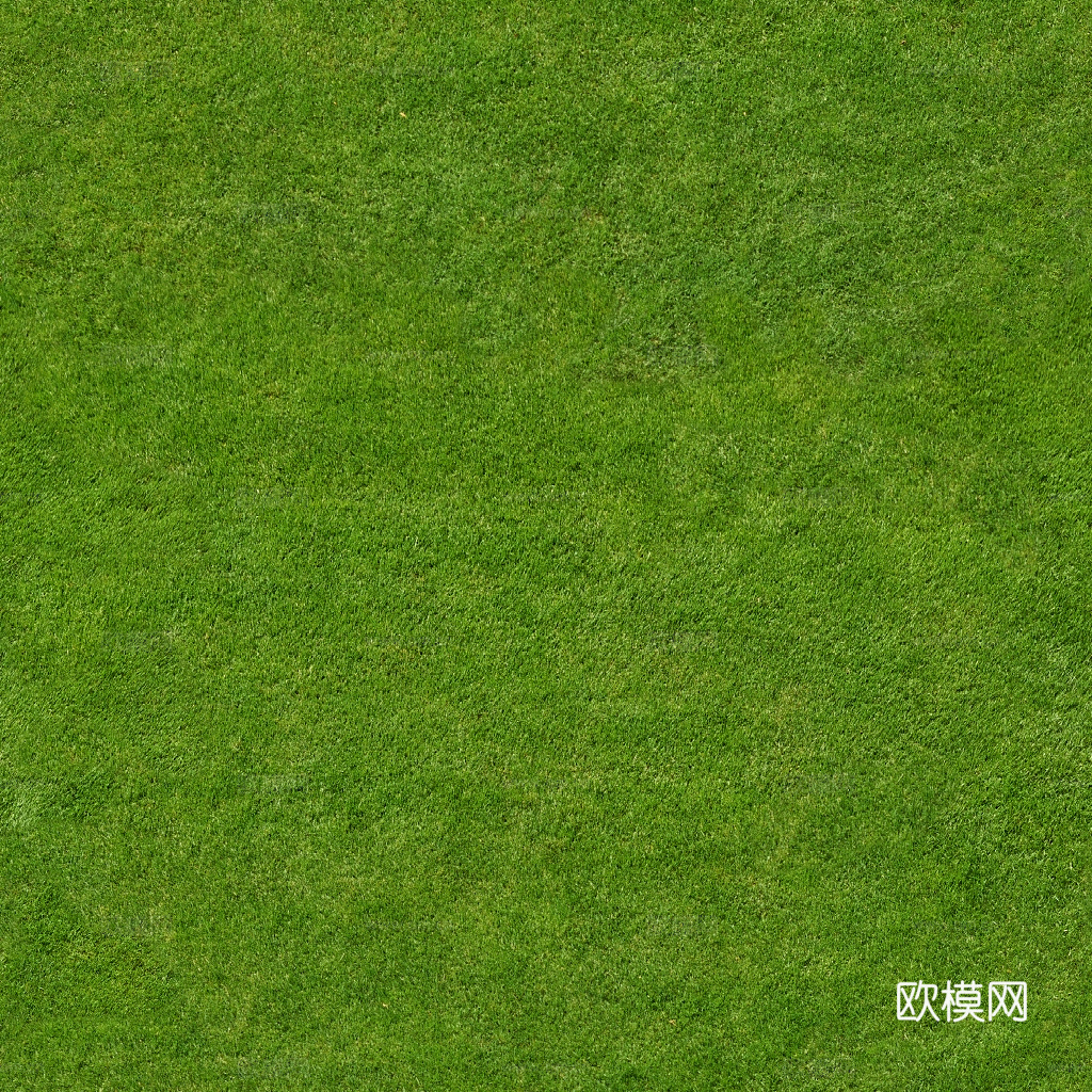 草地 草皮 地面 地表 俯视绿地 森林 苔藓 花草 花卉鲜花下载