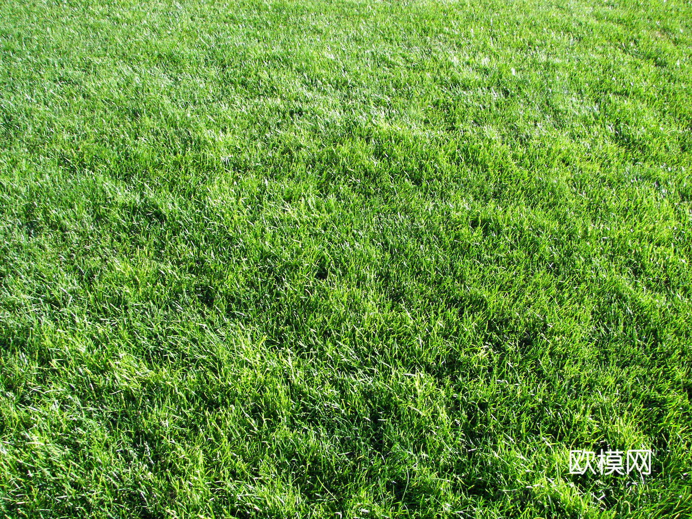 草地 草皮 地面 地表 俯视绿地 森林 苔藓 花草 花卉鲜花下载