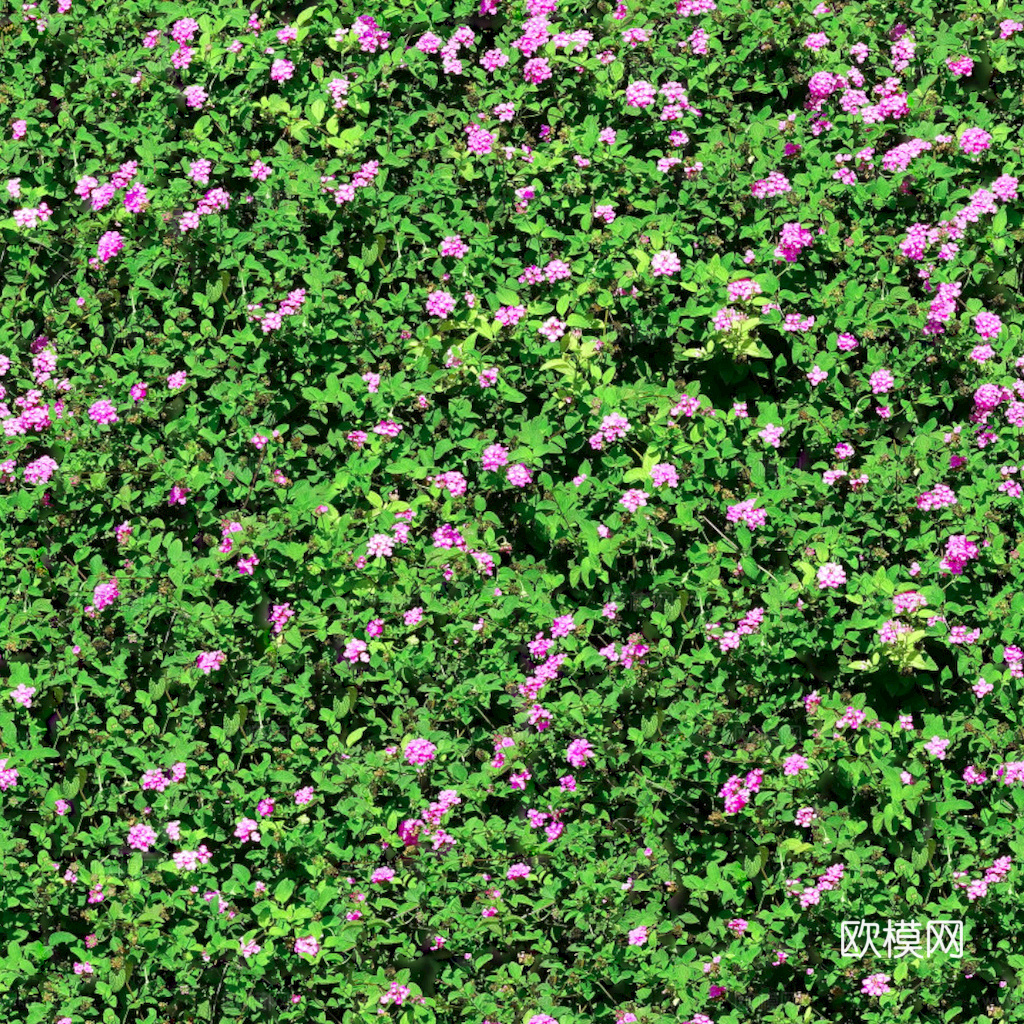 草地 草皮 地面 地表 俯视绿地 森林 苔藓 花草 花卉鲜花下载