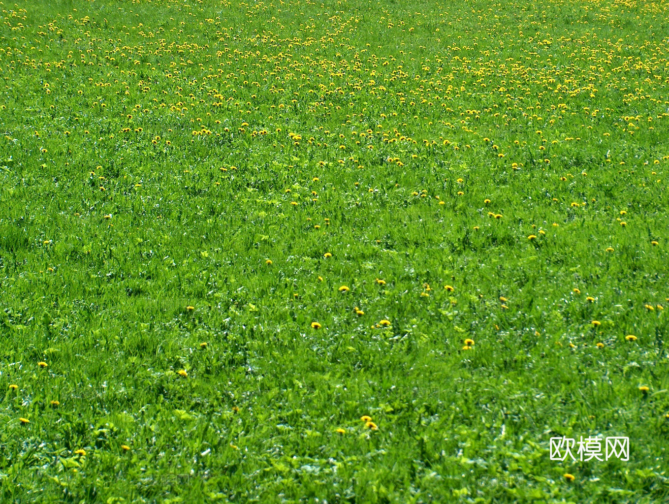 草地 草皮 地面 地表 俯视绿地 森林 苔藓 花草 花卉鲜花下载