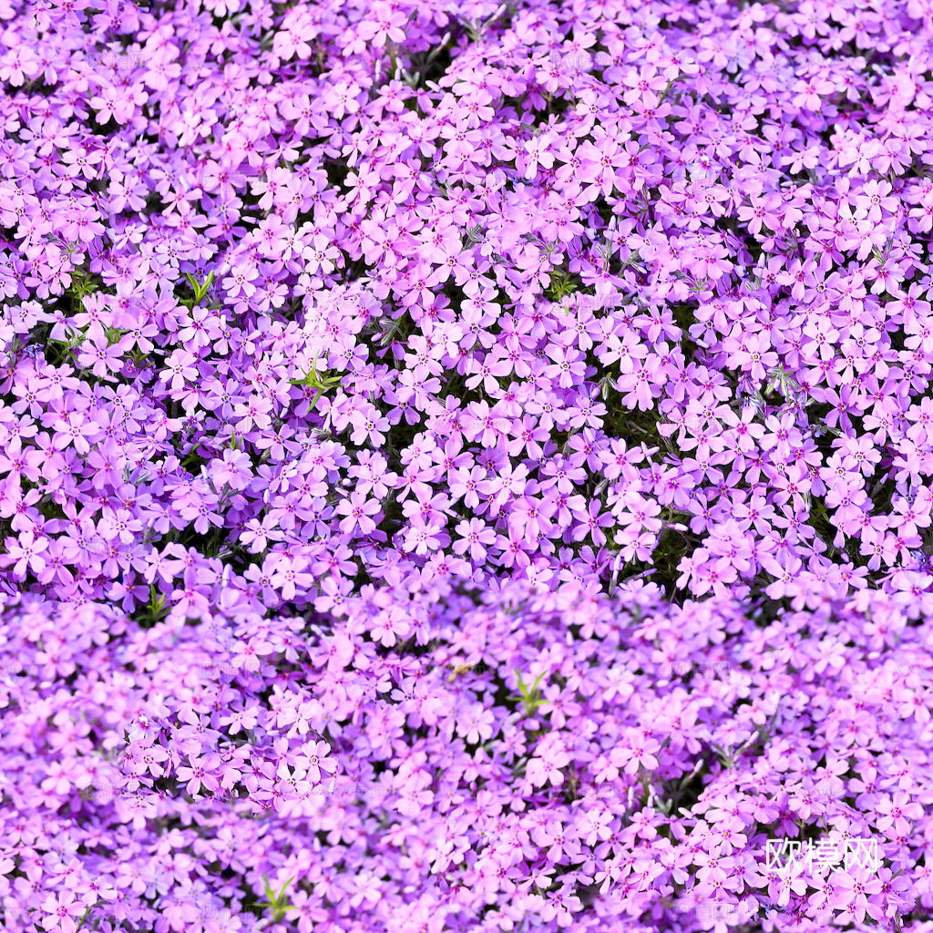 草地 草皮 地面 地表 俯视绿地 森林 苔藓 花草 花卉鲜花下载