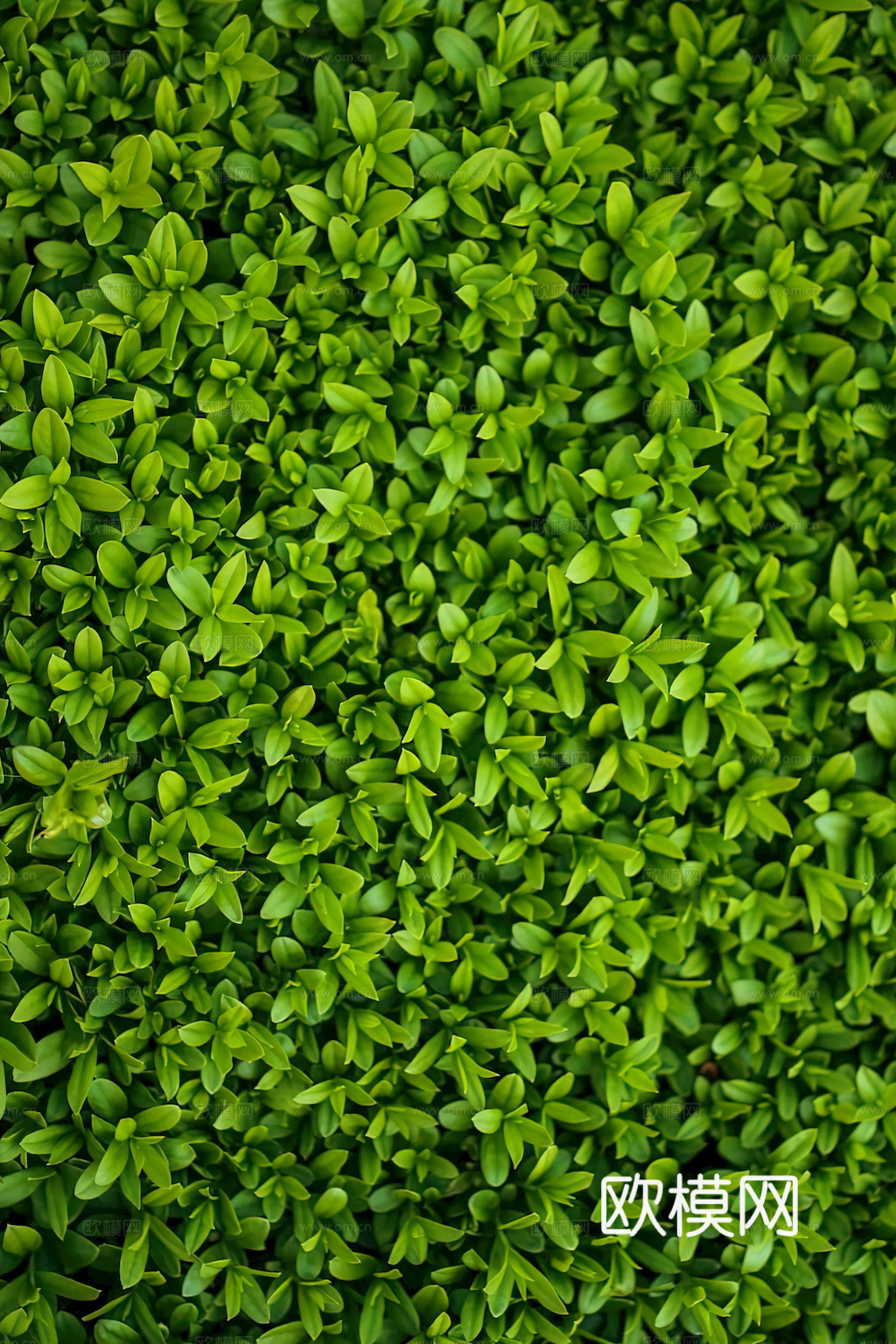 草地 草皮 地面 地表 俯视绿地 森林 苔藓 花草 花卉鲜花