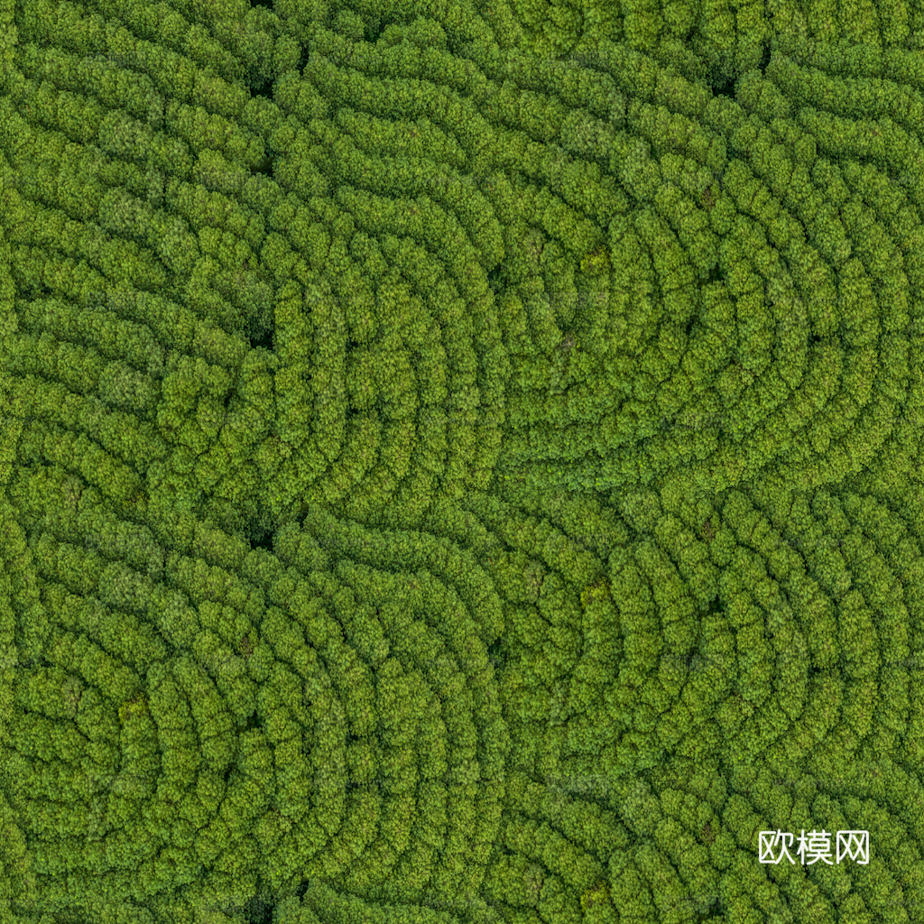 草地 草皮 地面 地表 俯视绿地 森林 苔藓 花草 花卉鲜花下载