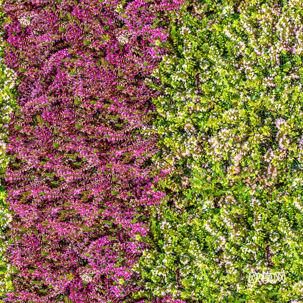 草地 草皮 地面 地表 俯视绿地 森林 苔藓 花草 花卉鲜花