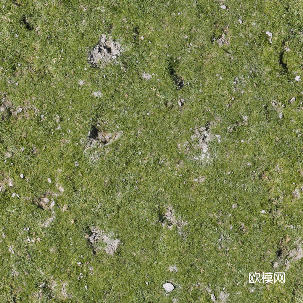 草地 草皮 地面 地表 俯视绿地 森林 苔藓 花草 花卉鲜花下载