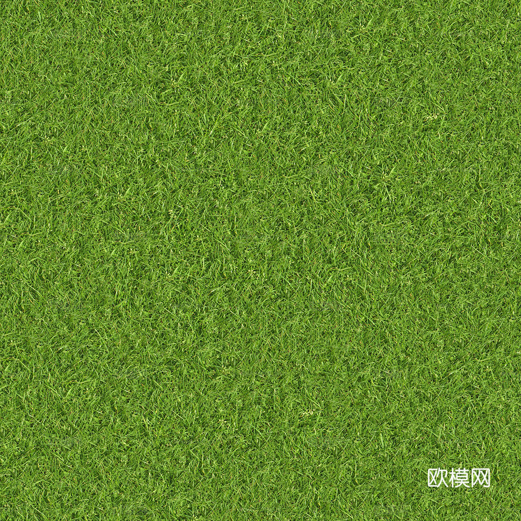 草地 草皮 地面 地表 俯视绿地 森林 苔藓 花草 花卉鲜花下载