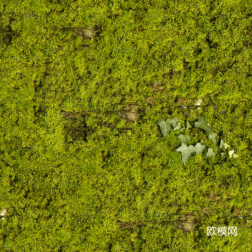 草地 草皮 地面 地表 俯视绿地 森林 苔藓 花草 花卉鲜花下载