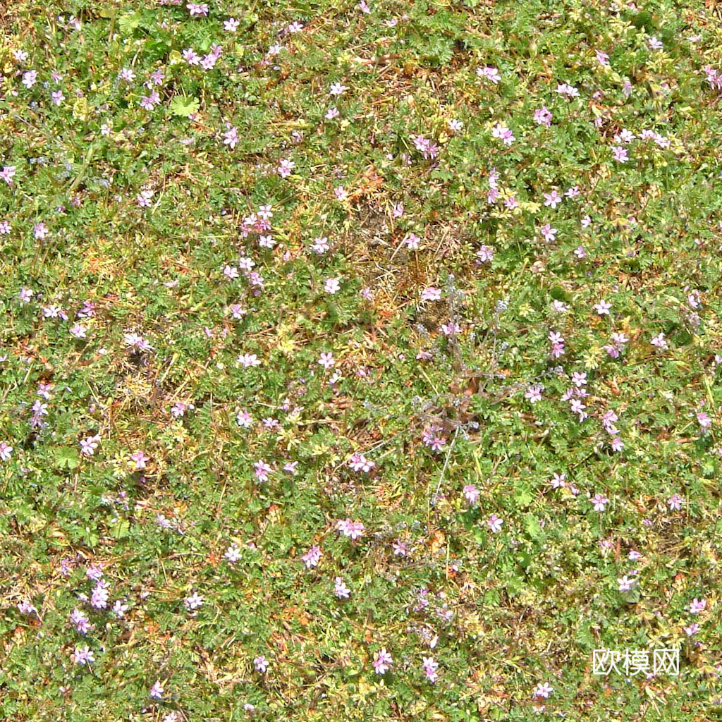 草地 草皮 地面 地表 俯视绿地 森林 苔藓 花草 花卉鲜花下载