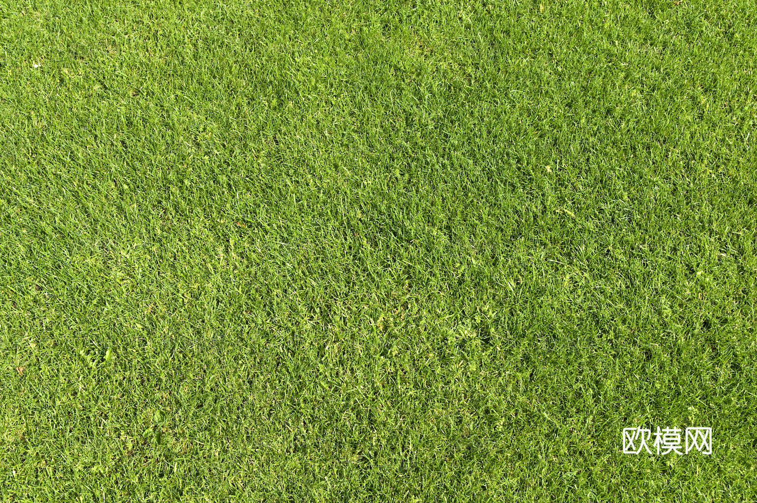 草地 草皮 地面 地表 俯视绿地 森林 苔藓 花草 花卉鲜花下载