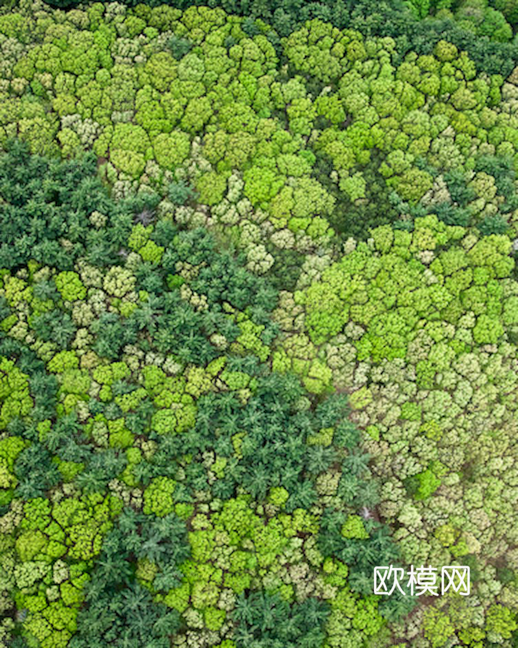 草地 草皮 地面 地表 俯视绿地 森林 苔藓 花草 花卉鲜花