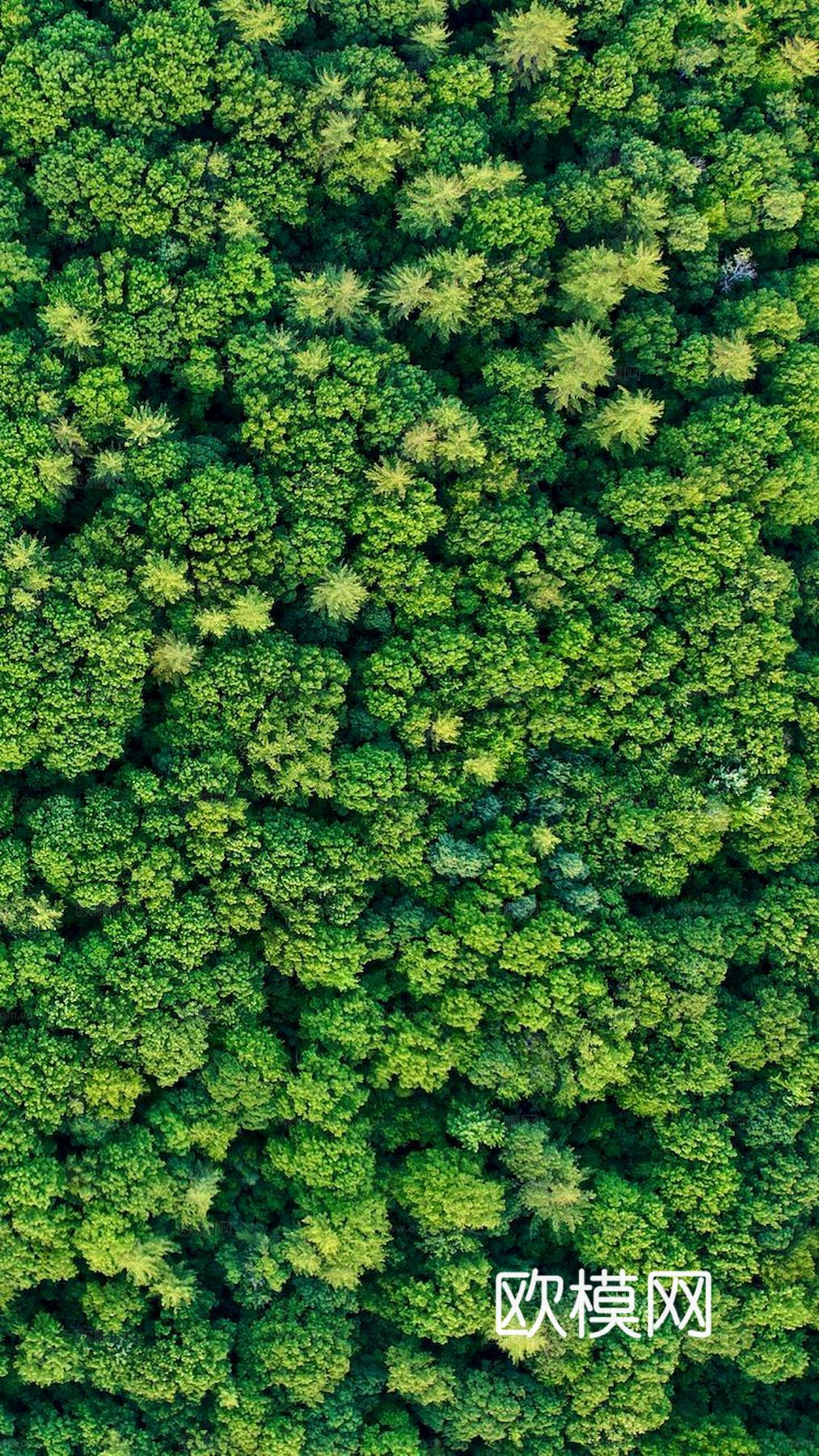 草地 草皮 地面 地表 俯视绿地 森林 苔藓 花草 花卉鲜花下载