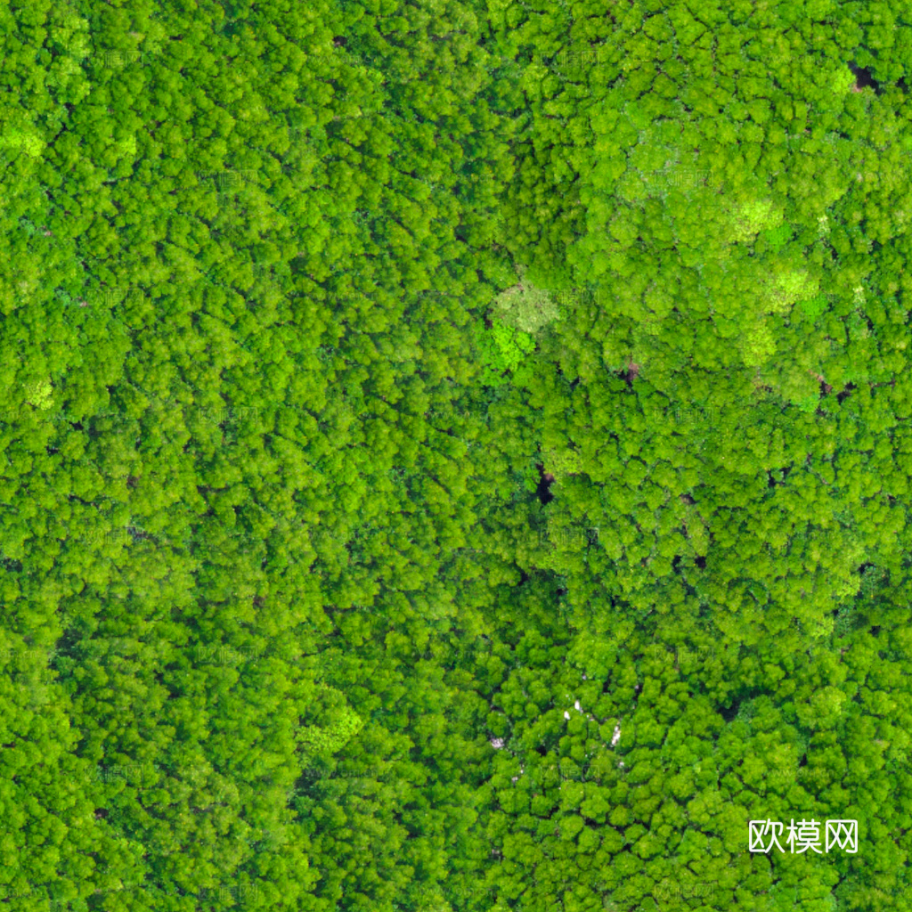 草地 草皮 地面 地表 俯视绿地 森林 苔藓 花草 花卉鲜花下载