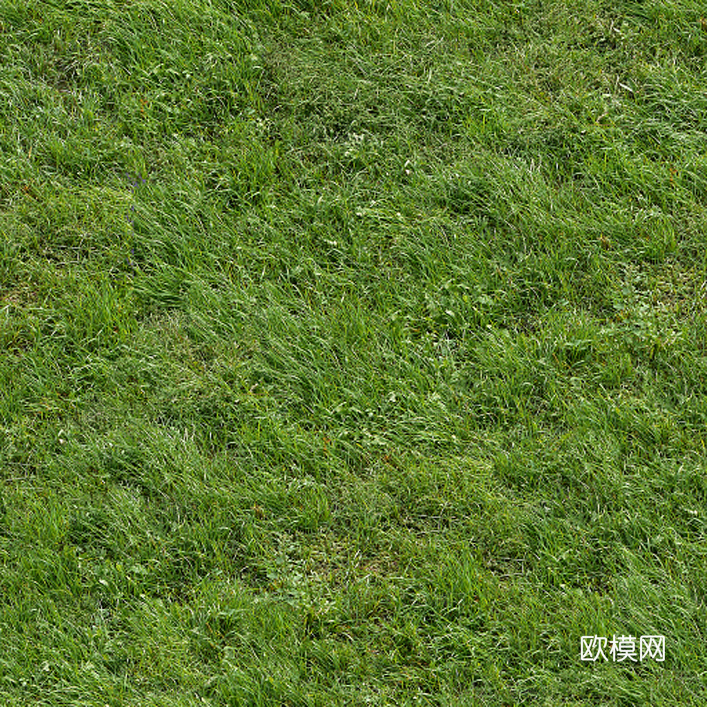 草地 草皮 地面 地表 俯视绿地 森林 苔藓 花草 花卉鲜花下载