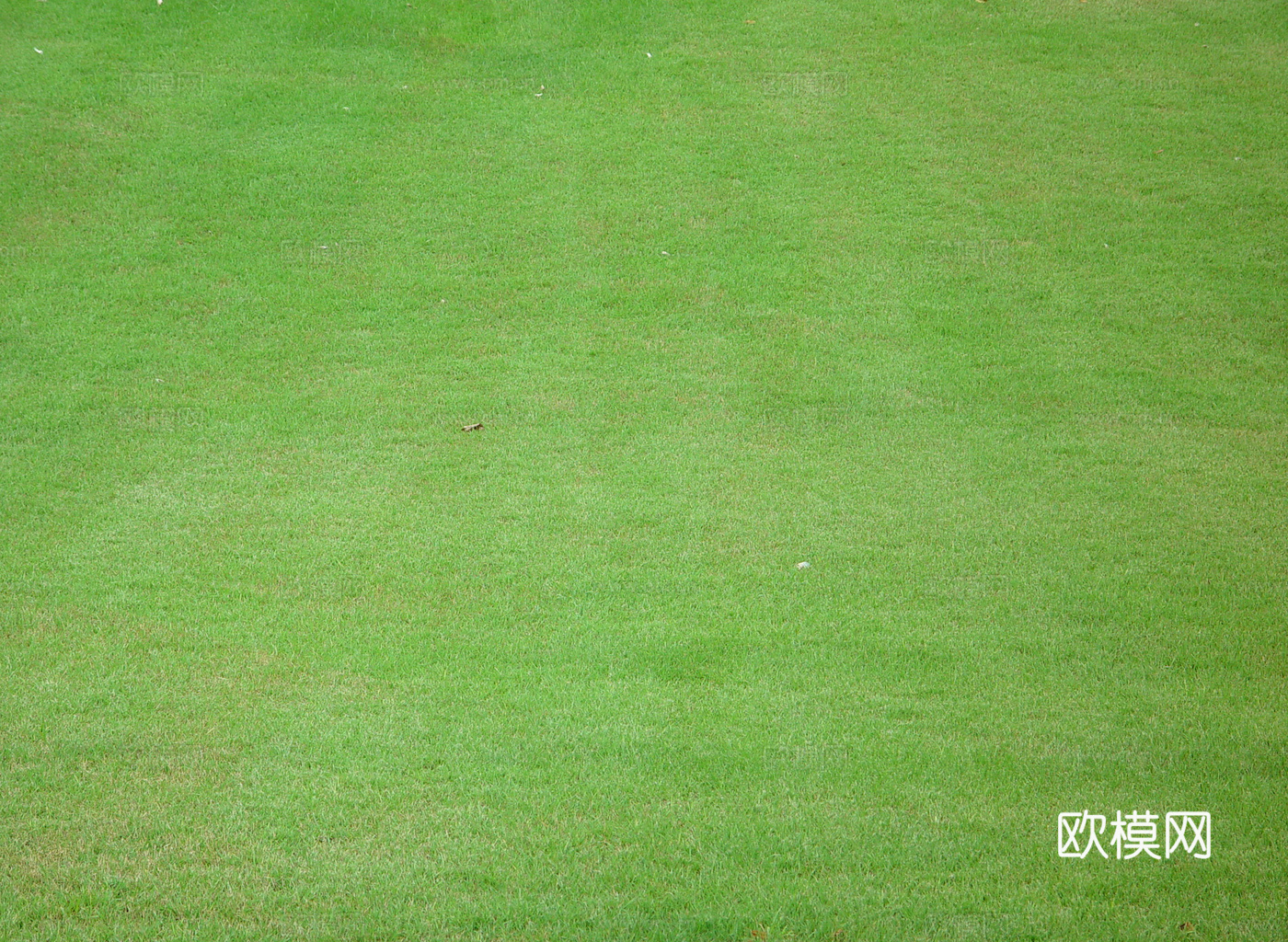 草地 草皮 地面 地表 俯视绿地 森林 苔藓 花草 花卉鲜花