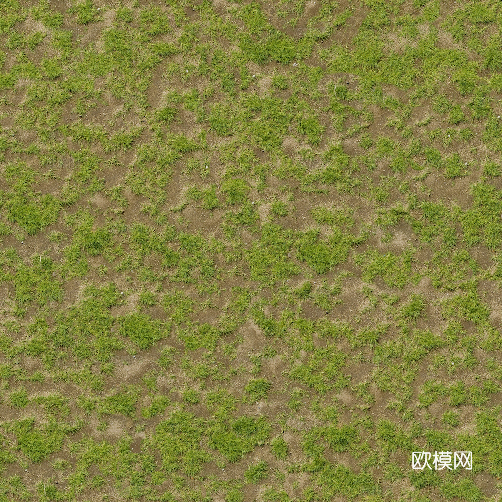 草地 草皮 地面 地表 俯视绿地 森林 苔藓 花草 花卉鲜花