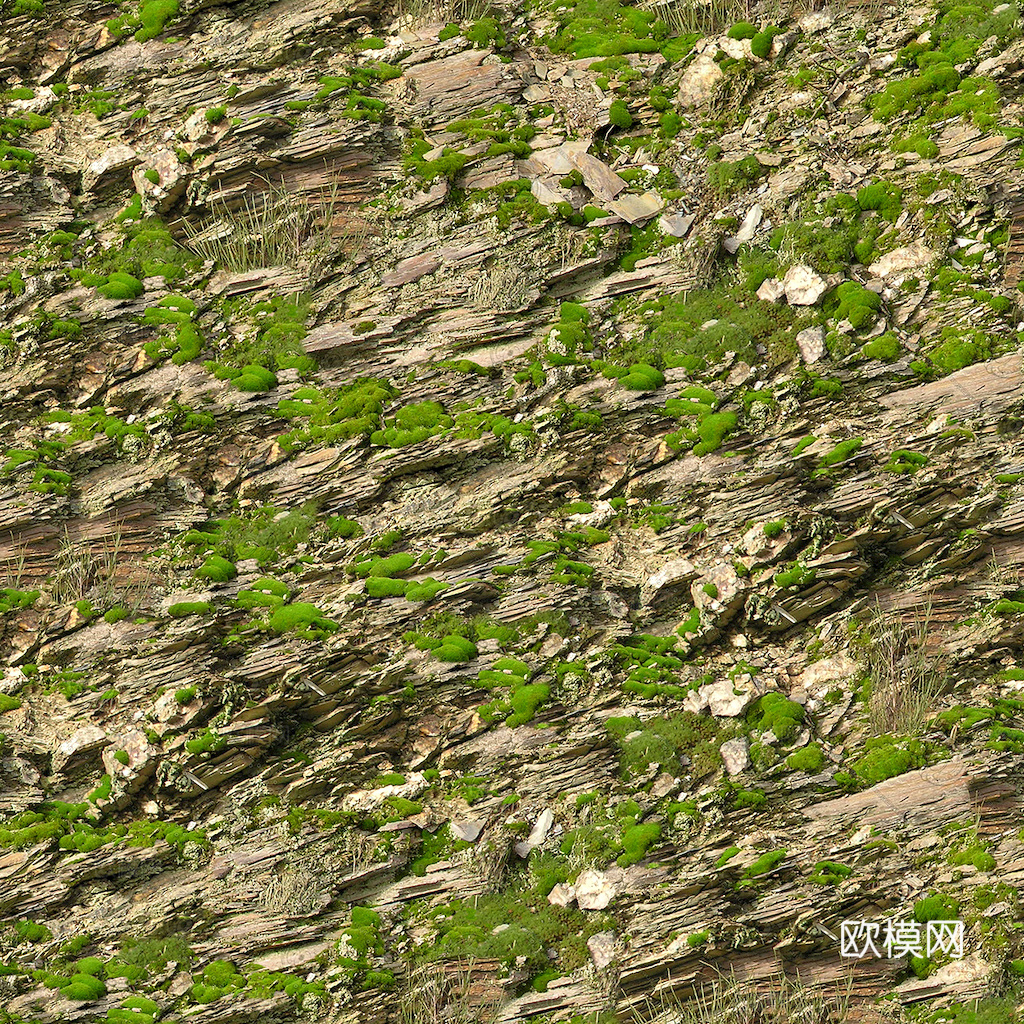 草地 草皮 地面 地表 俯视绿地 森林 苔藓 花草 花卉鲜花下载