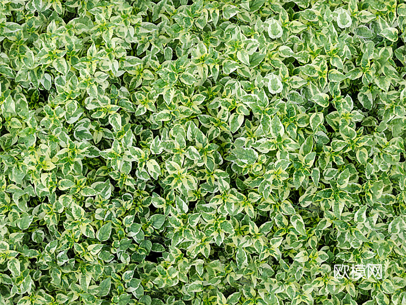 草地 草皮 地面 地表 俯视绿地 森林 苔藓 花草 花卉鲜花