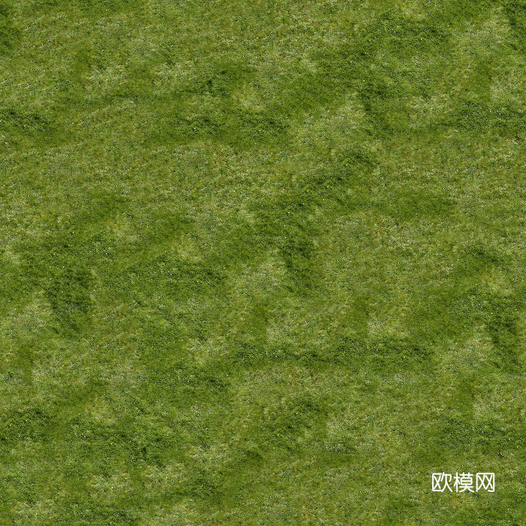 草地 草皮 地面 地表 俯视绿地 森林 苔藓 花草 花卉鲜花下载