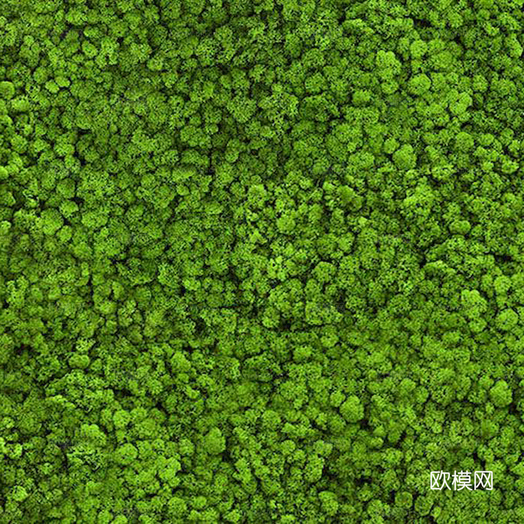 草地 草皮 地面 地表 俯视绿地 森林 苔藓 花草 花卉鲜花