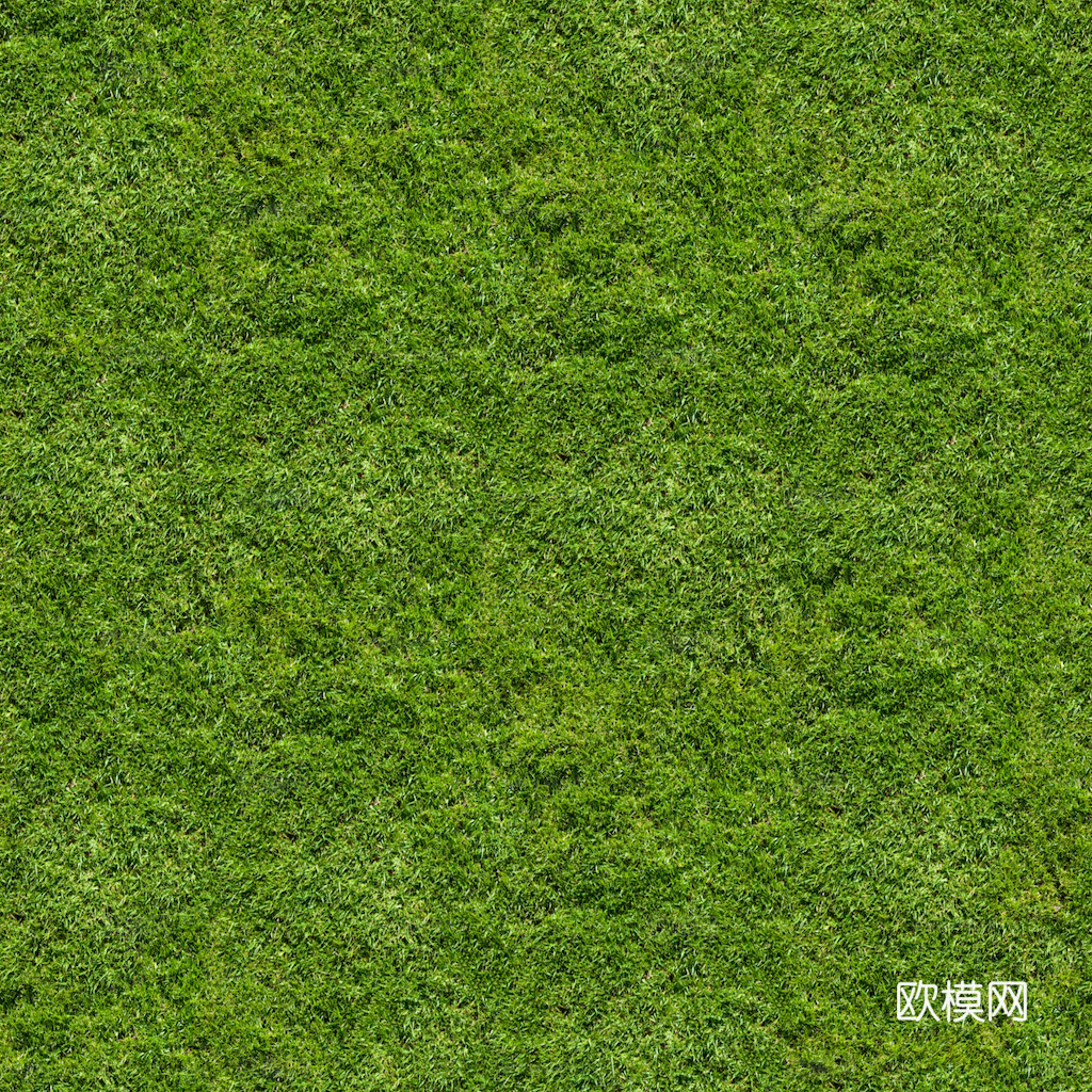 草地 草皮 地面 地表 俯视绿地 森林 苔藓 花草 花卉鲜花下载