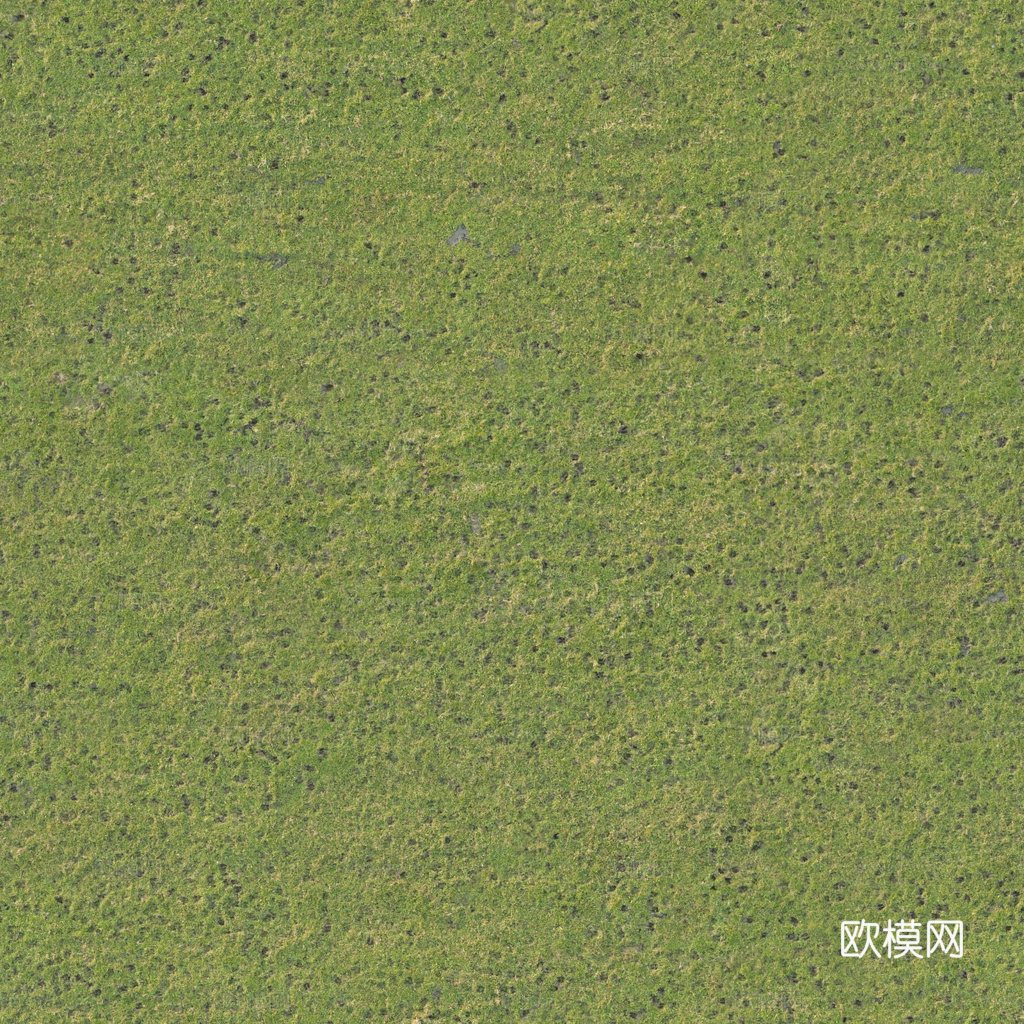 草地 草皮 地面 地表 俯视绿地 森林 苔藓 花草 花卉鲜花下载