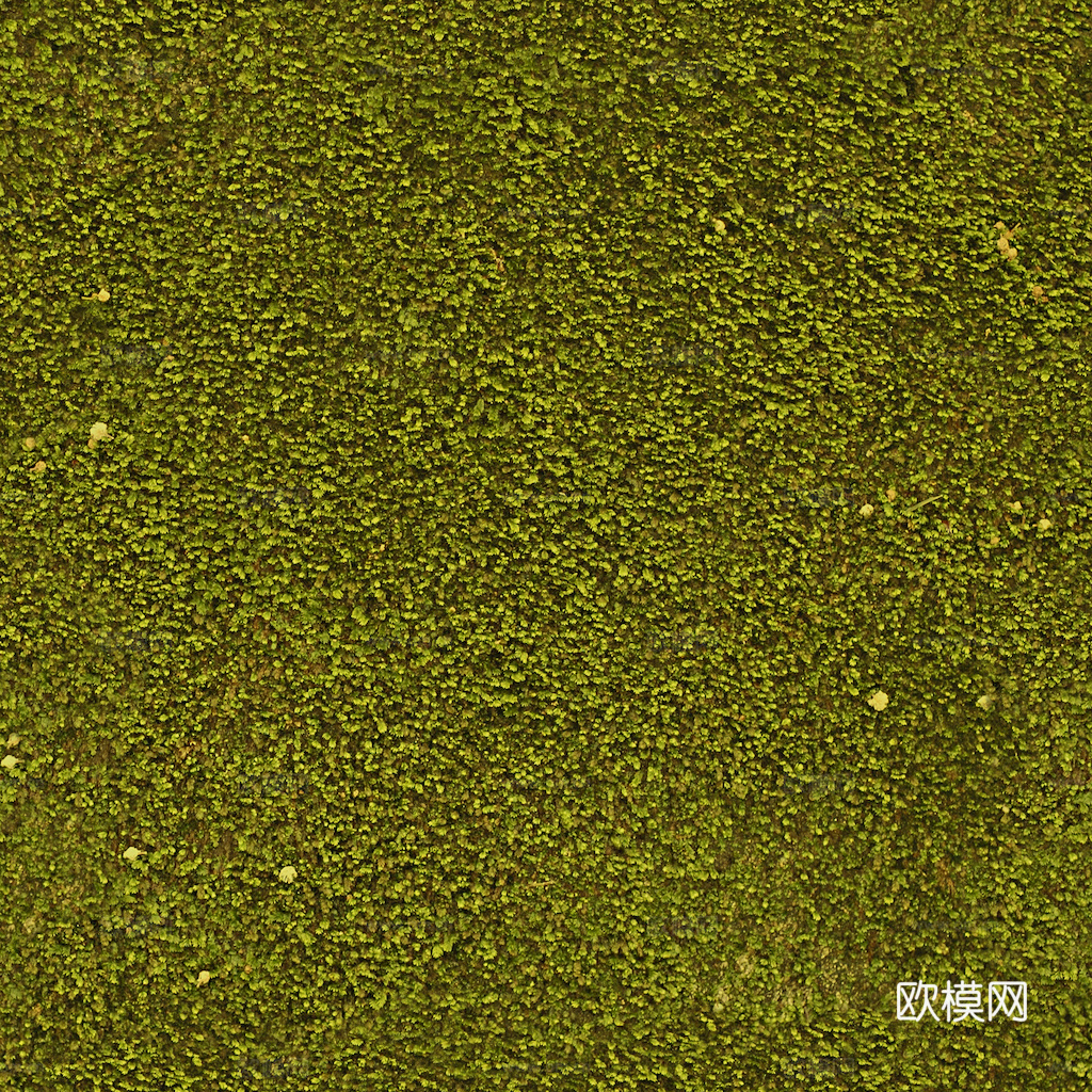 草地 草皮 地面 地表 俯视绿地 森林 苔藓 花草 花卉鲜花