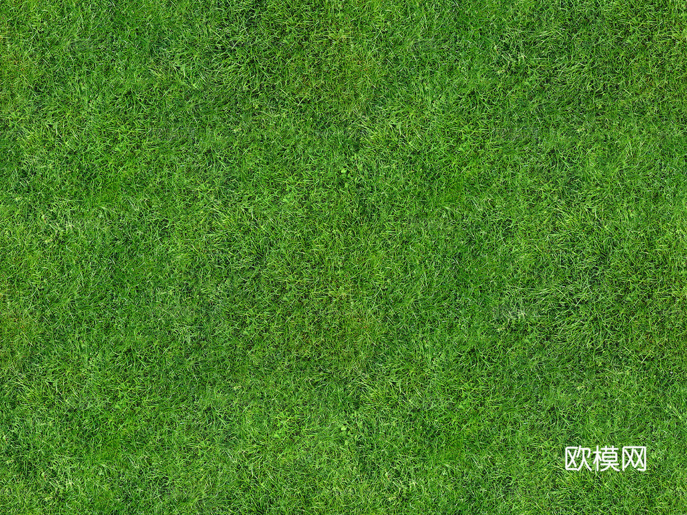 草地 草皮 地面 地表 俯视绿地 森林 苔藓 花草 花卉鲜花