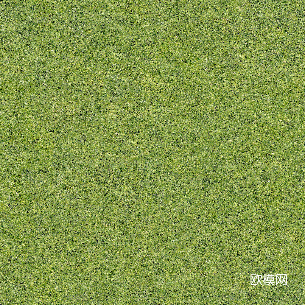 草地 草皮 地面 地表 俯视绿地 森林 苔藓 花草 花卉鲜花下载