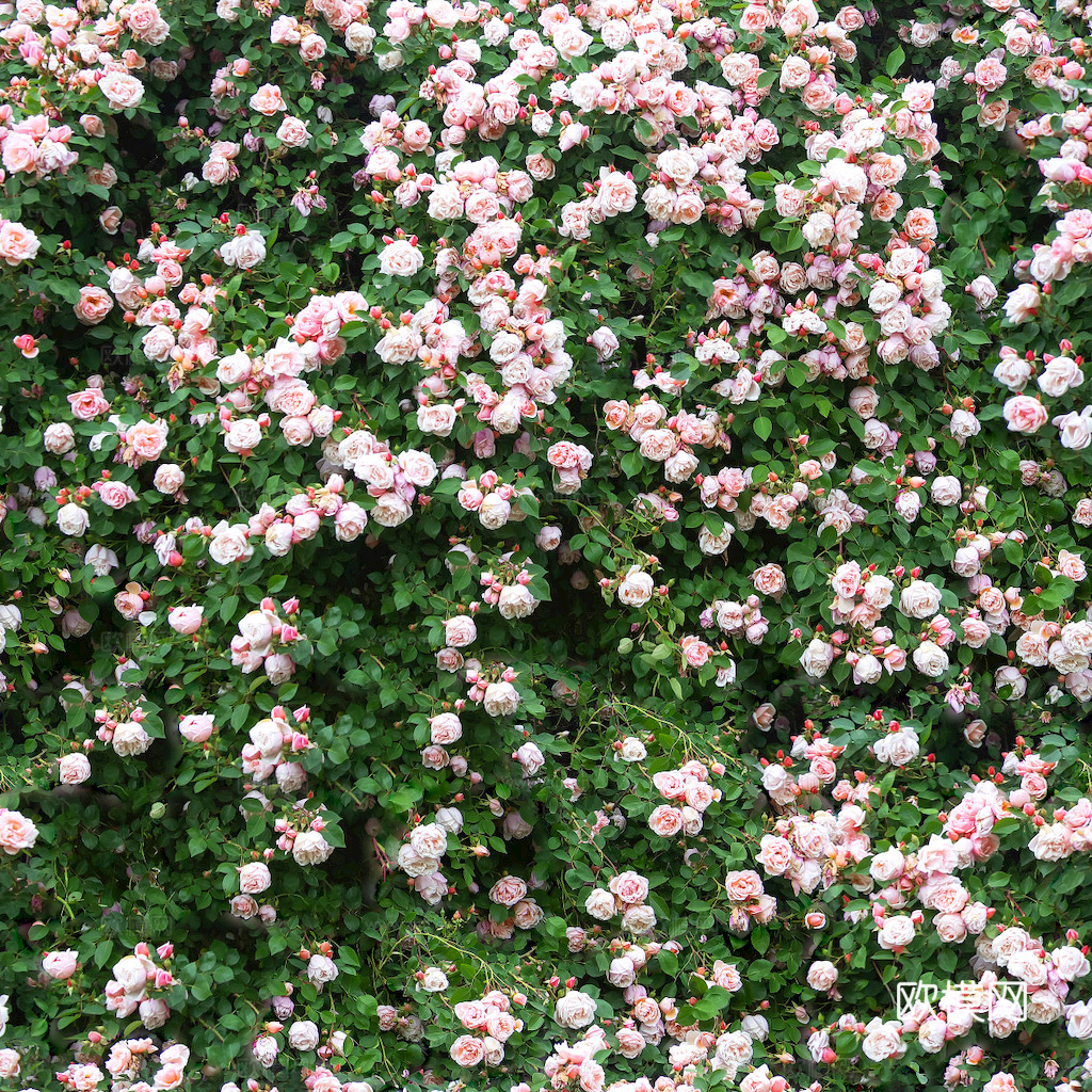 草地 草皮 地面 地表 俯视绿地 森林 苔藓 花草 花卉鲜花下载