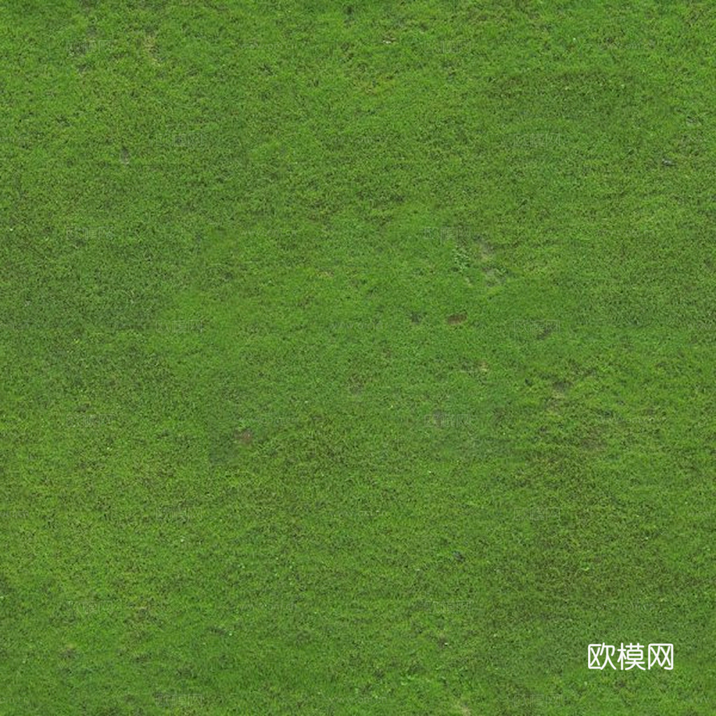 草地 草皮 地面 地表 俯视绿地 森林 苔藓 花草 花卉鲜花