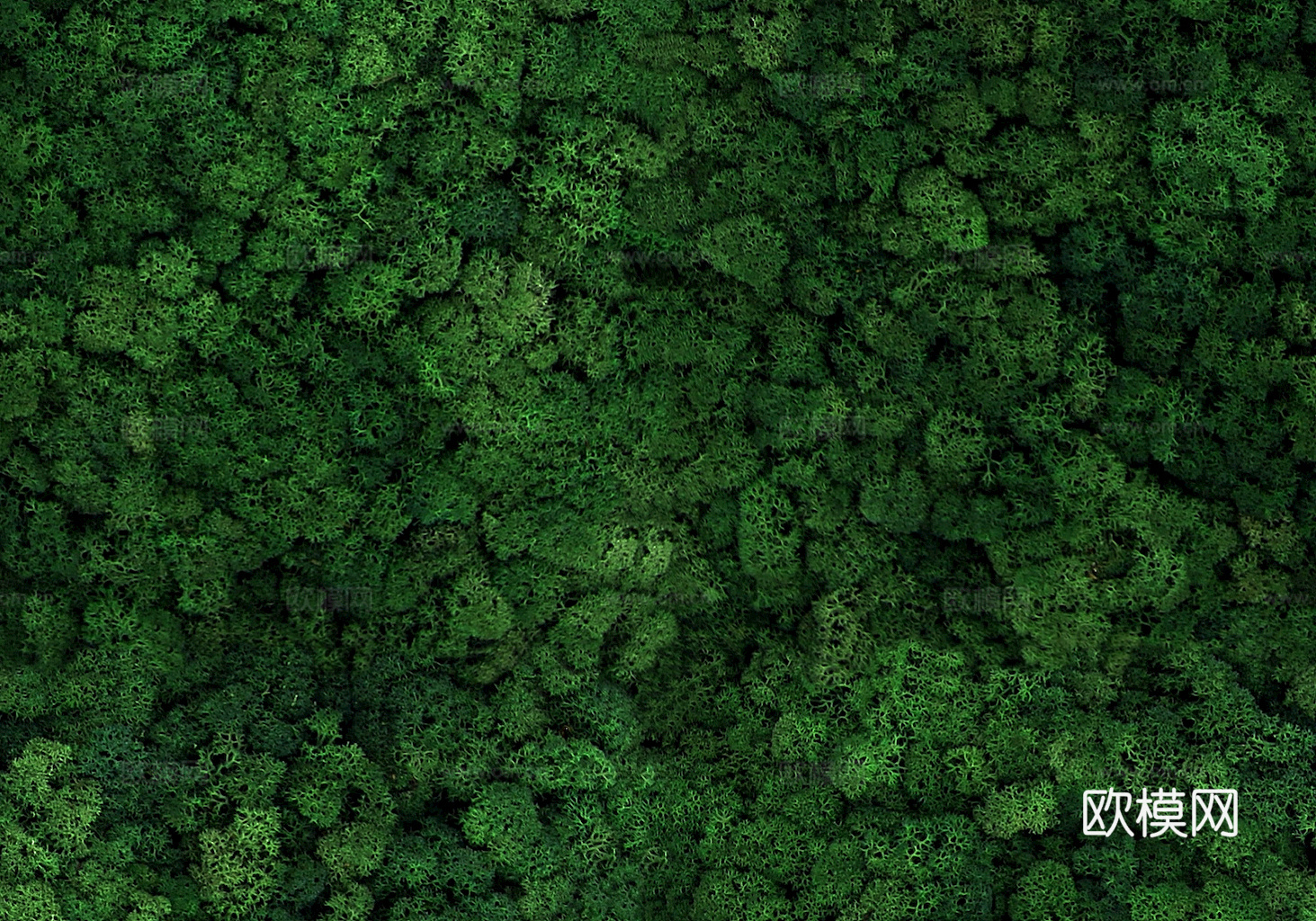 草地 草皮 地面 地表 俯视绿地 森林 苔藓 花草 花卉鲜花