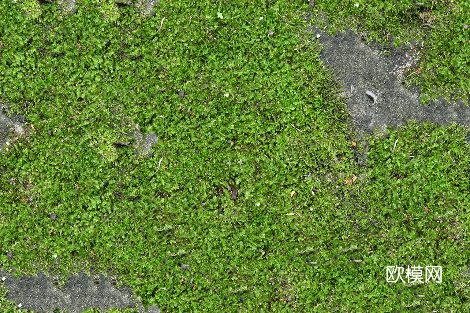 草地 草皮 地面 地表 俯视绿地 森林 苔藓 花草 花卉鲜花下载