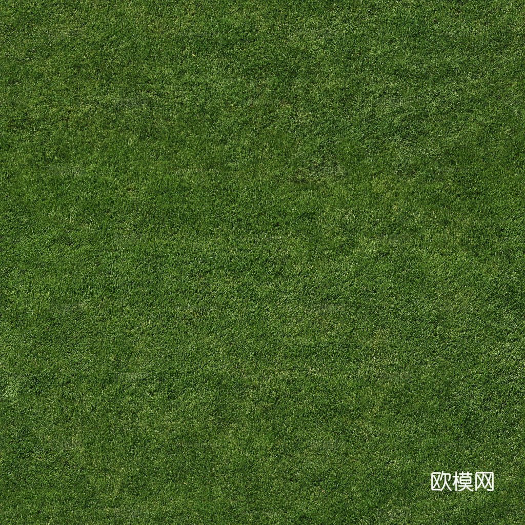 草地 草皮 地面 地表 俯视绿地 森林 苔藓 花草 花卉鲜花下载