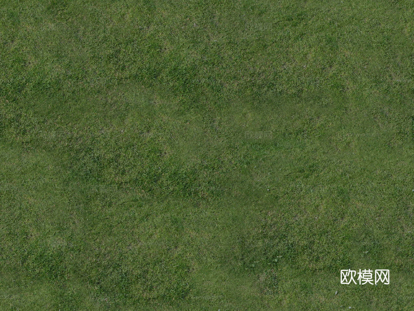 草地 草皮 地面 地表 俯视绿地 森林 苔藓 花草 花卉鲜花