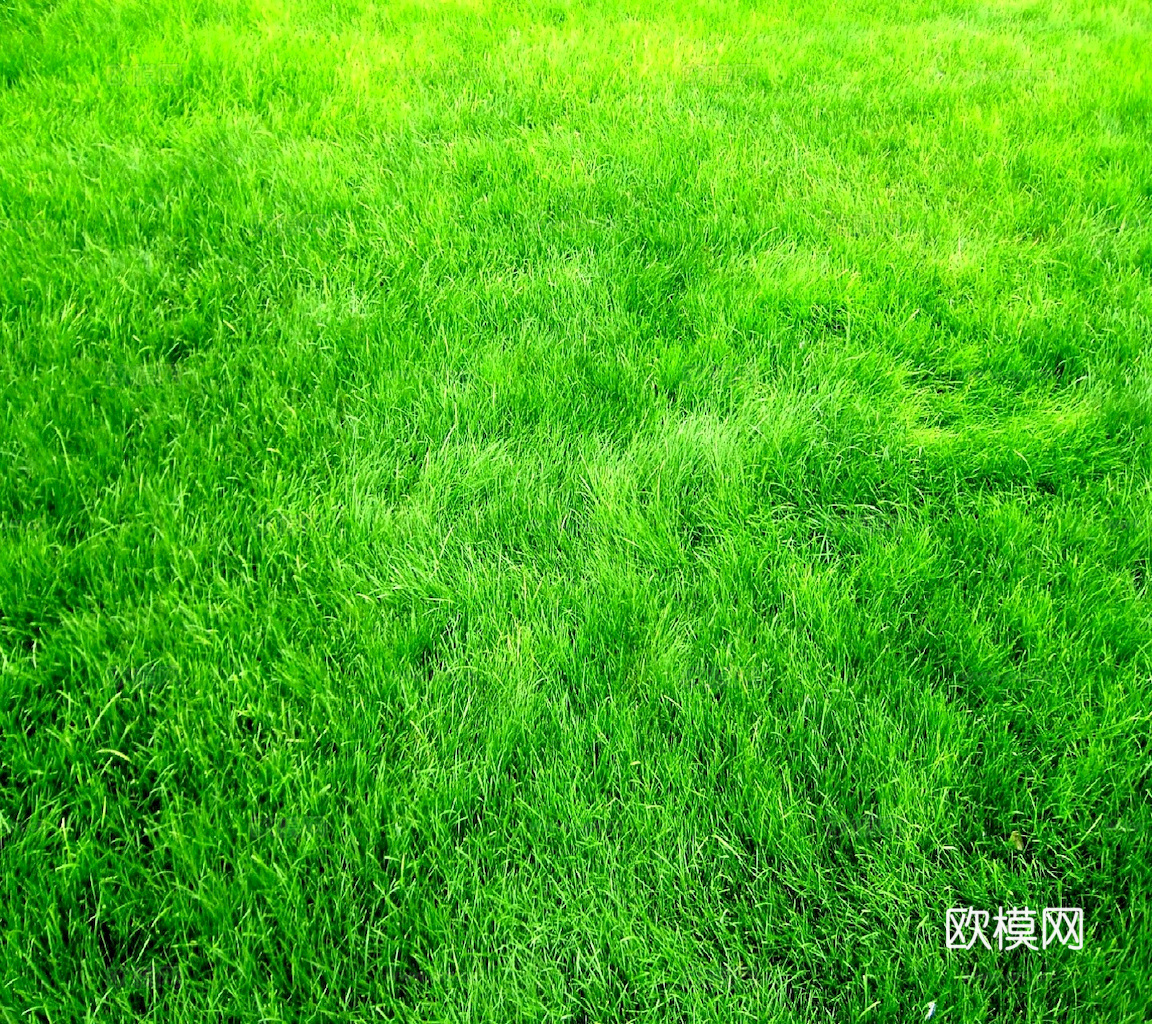 草地 草皮 地面 地表 俯视绿地 森林 苔藓 花草 花卉鲜花下载