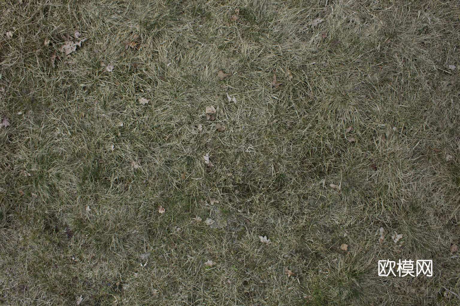 草地 草皮 地面 地表 俯视绿地 森林 苔藓 花草 花卉鲜花下载